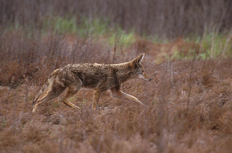 D finition coyote canis latrans